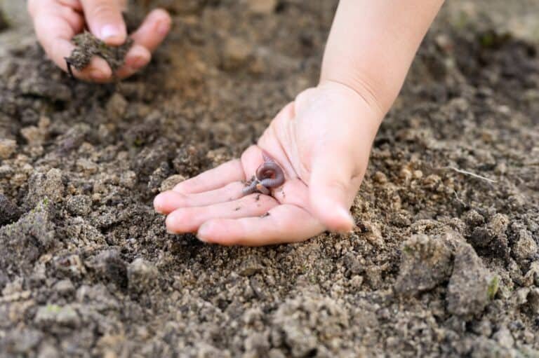 an earthworm in kid's hands on spring in the garden