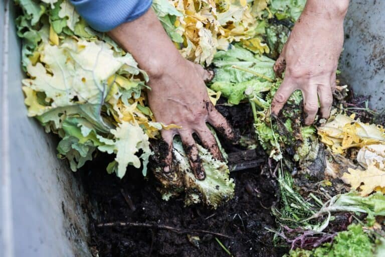 Farmer man holding compost with worms - Main focus on left hand