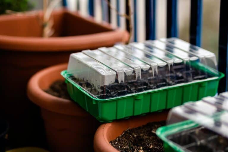 Greenhouse on a balcony, growing plants in sping, sprouts.